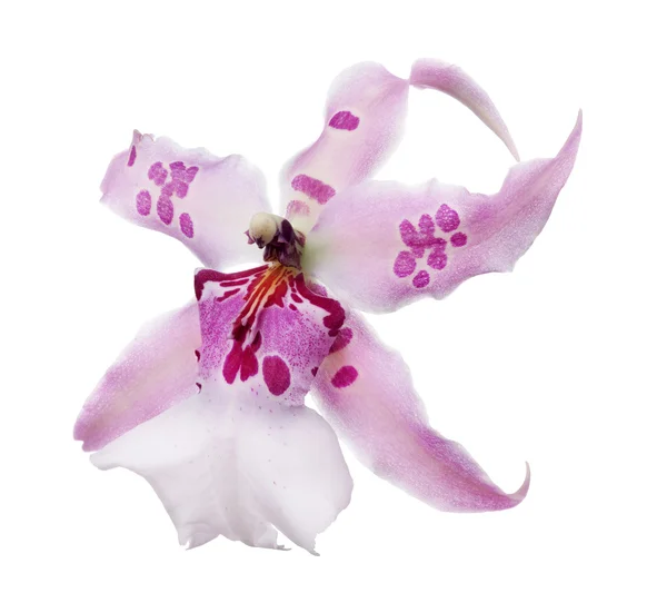 Flor de orquídea com manchas rosa — Fotografia de Stock