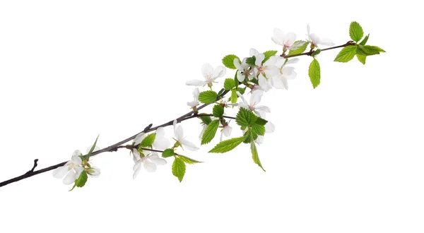 Cherry tree flowers — Stock Photo, Image