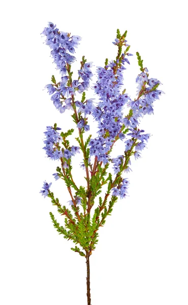 Heather s modrými květy — Stock fotografie