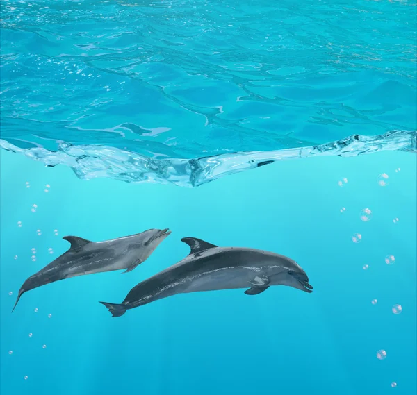 Yunuslar mavi su altında — Stok fotoğraf