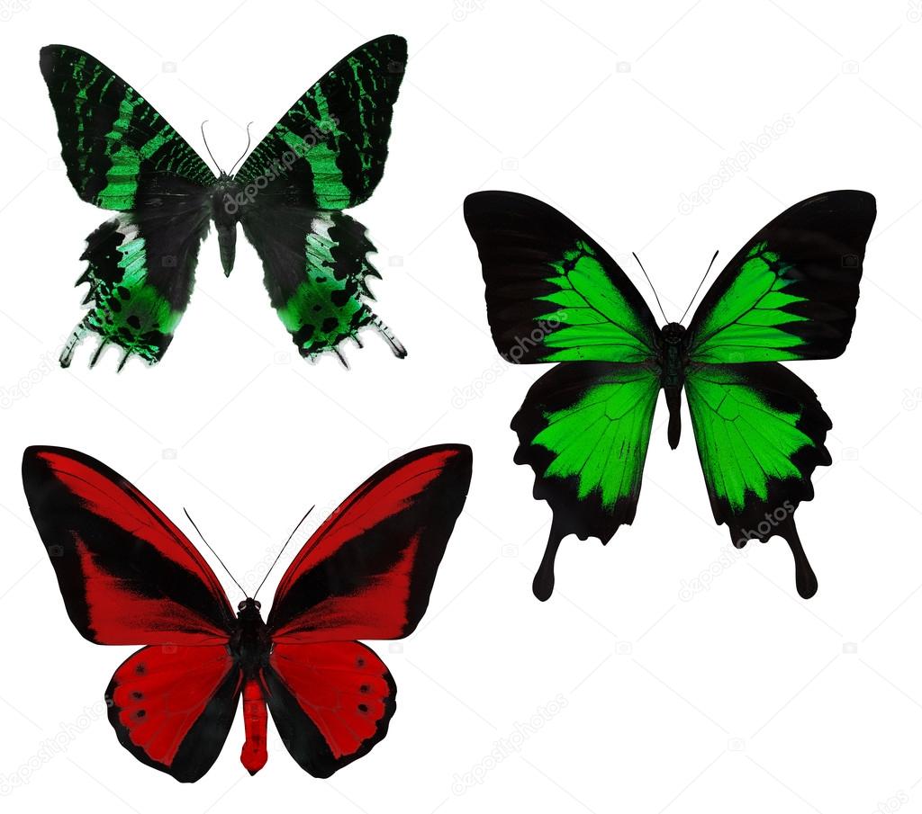 three colorful butterflies