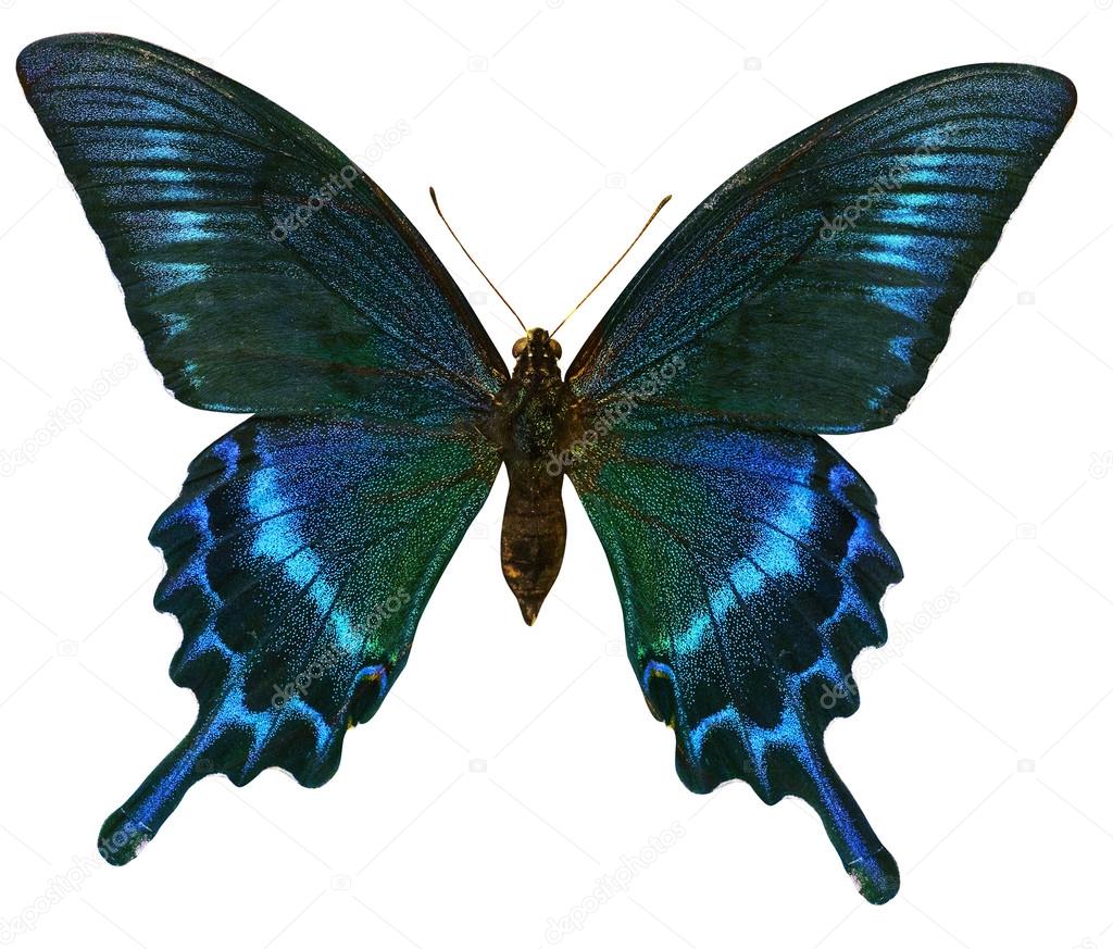 blue and brown butterfly