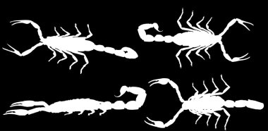 Beyaz akrepler koleksiyonu