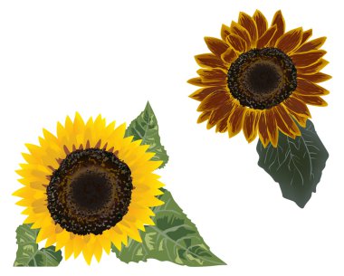 dos girasoles amarillos