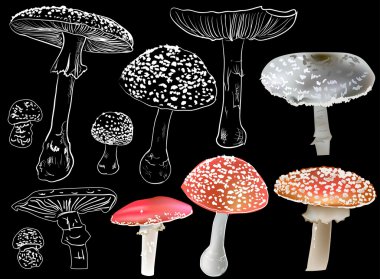 enFly agaric paddestoelen