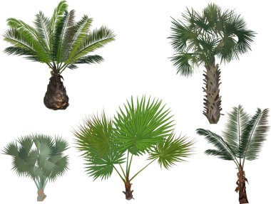 green palm trees