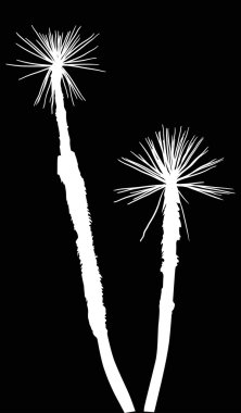 Beyaz palmiye ağaçları