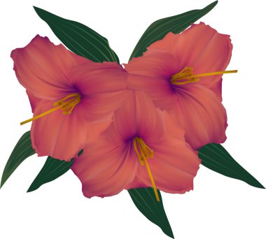 koyu kırmızı çiçek