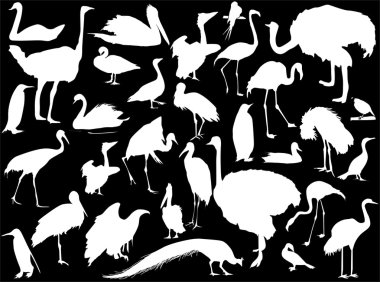 Beyaz kuş silhouettes