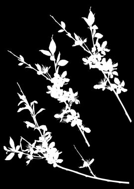 kiraz ağacı çiçek