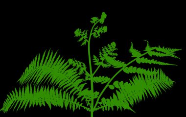 Fern bush siluet