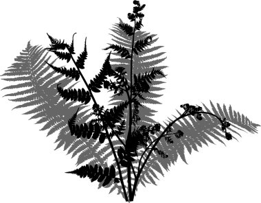 Fern bush siluet