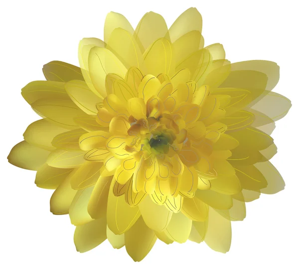 Flor de crisântemo amarelo — Vetor de Stock