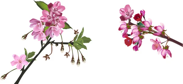 Rosa Apfelblüten — Stockvektor