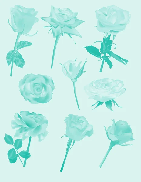 Cyan rosor blommor — Stock vektor