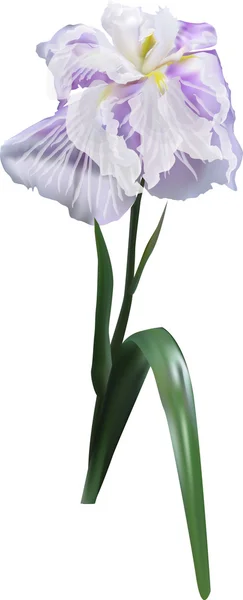 Fleur d'iris lilas — Image vectorielle