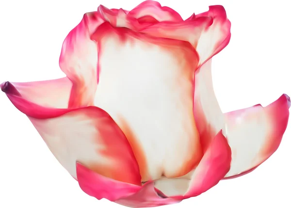 Delicada flor de rosa — Archivo Imágenes Vectoriales