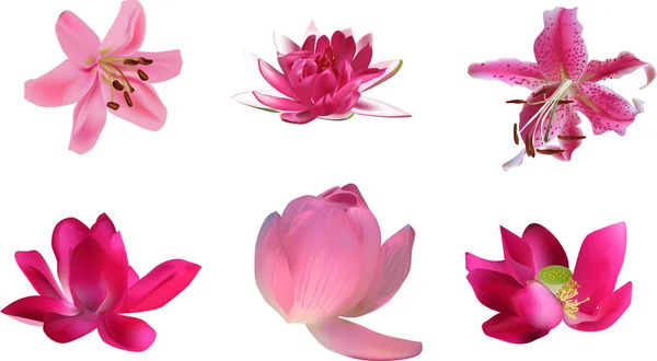 Lily and lotus flowers — Stock Vector