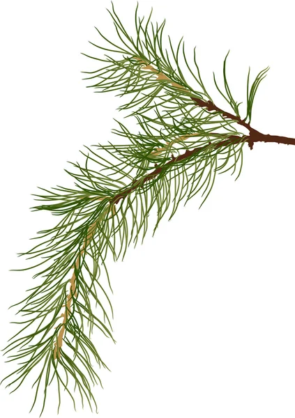 Green pine branch — Stock Vector