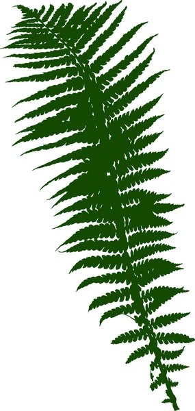 Gröna fern siluett — Stock vektor