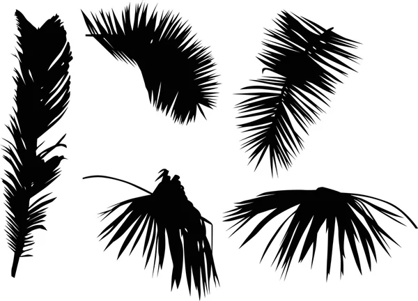棕榈树叶子 — 图库矢量图片