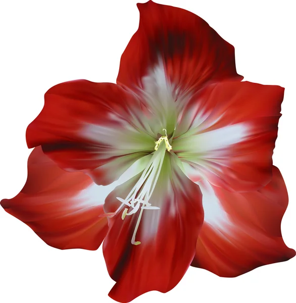 Red and white amaryllis flower — Stock Vector