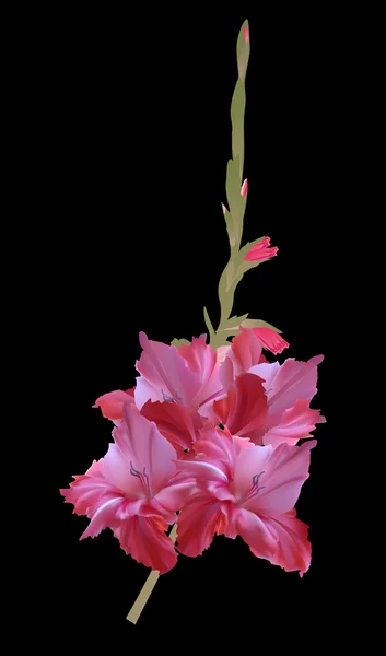 Pink gladiolus flowers — Stock Vector