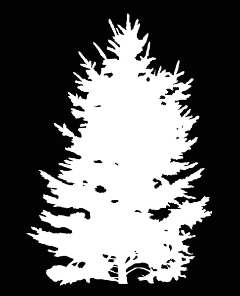 Silueta strom bílé jedle — Stockový vektor