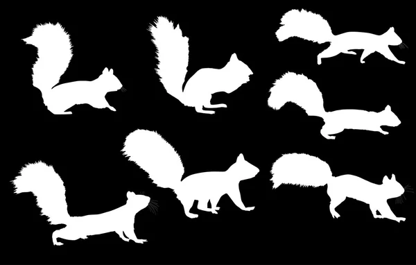 Silhouettes d'écureuils blancs — Image vectorielle