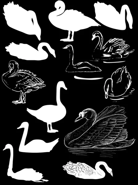 Colección de siluetas cisnes — Vector de stock