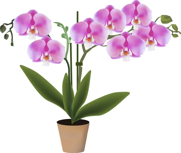 Orquídeas rosa em vaso — Vetor de Stock