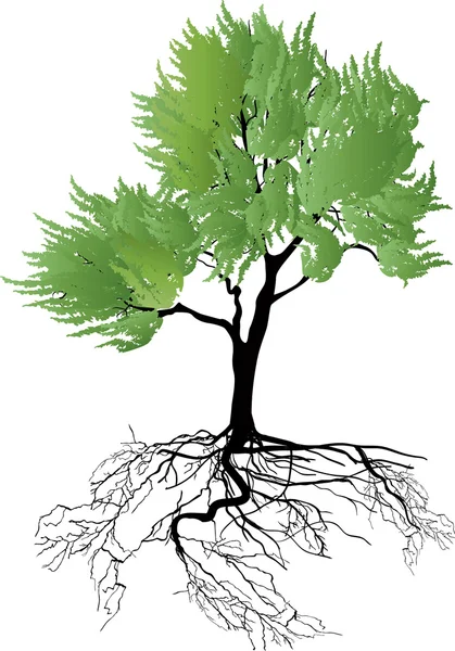 Arbre vert avec racine — Image vectorielle