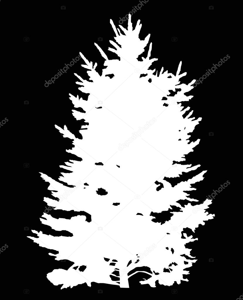white fir tree silhouette