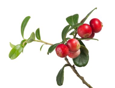 yeşil yaprakları ve cowberries