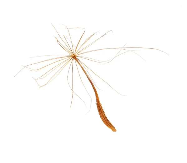 Single dandelion seed — Stock Photo, Image