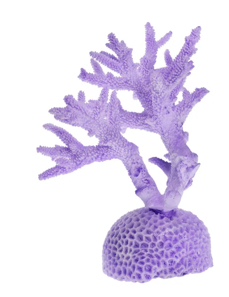 轻淡紫色珊瑚 — 图库照片