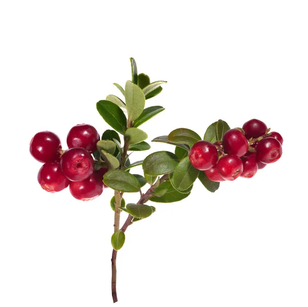 Zweig der roten Preiselbeeren — Stockfoto