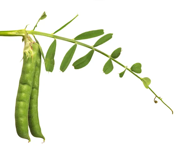 えんどう豆と緑の茎 — ストック写真