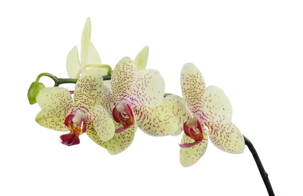 Flores de orquídeas em manchas rosa — Fotografia de Stock