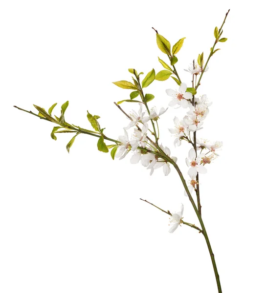 Kirschbaumblüten — Stockfoto