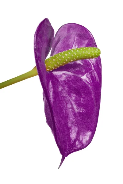 Lilac anthurium flower — Stock Photo, Image