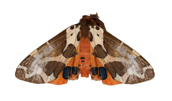 Kahverengi ve turuncu kelebek — Stok fotoğraf