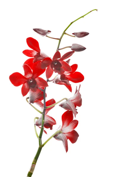 Flores de orquídeas vermelhas — Fotografia de Stock