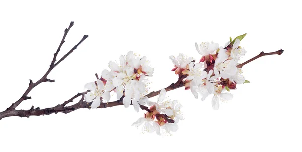 Cherry tree flowers — Stock Photo, Image