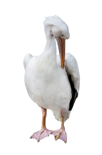 Pelícano blanco grande — Foto de Stock