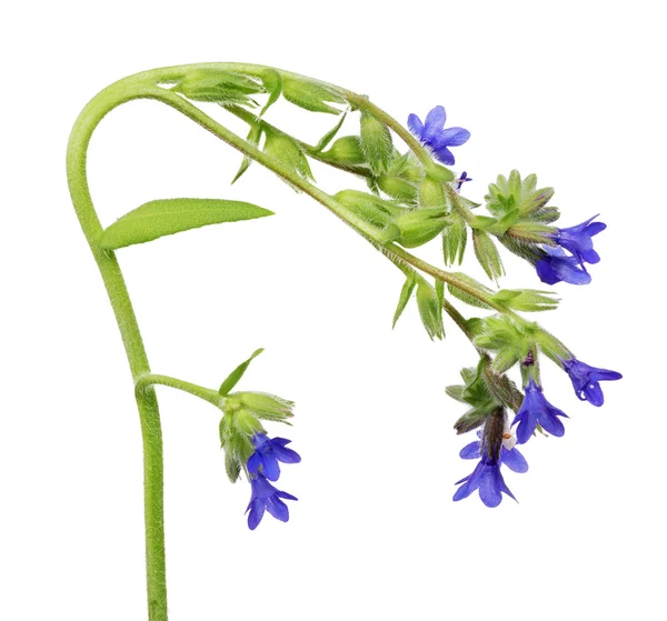 Planta selvagem com flores azuis — Fotografia de Stock