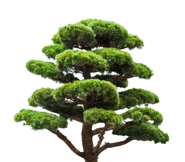 Groene dennenboom — Stockfoto