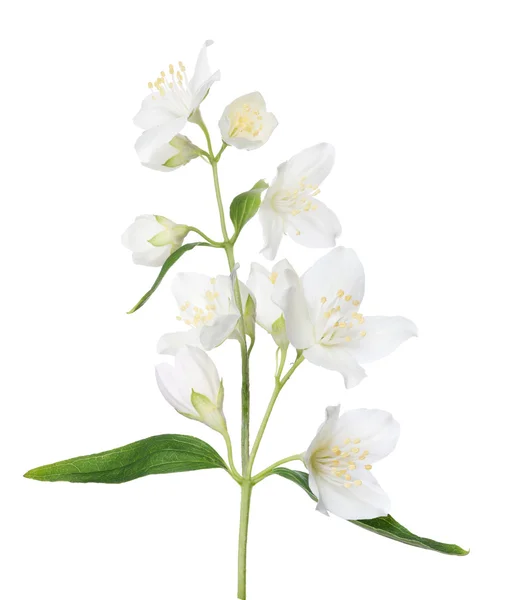 Spring jasmine branch — Stock Photo, Image