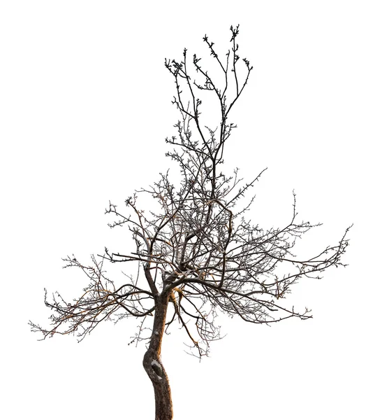 Small bare tree — Stock Photo, Image