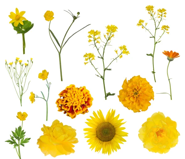 Yellow summer flowers — Stock Photo, Image